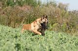 MALINOIS 291